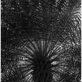 Palm Canopy Shadows