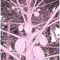 Pink Papaya Tree