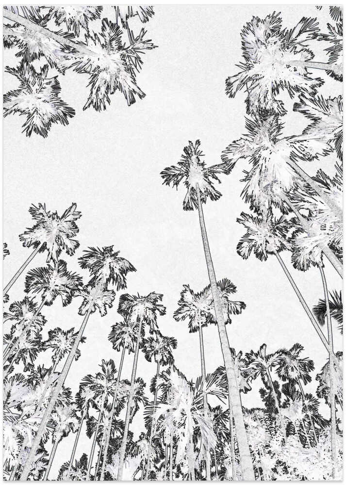 Tropical Silhouettes