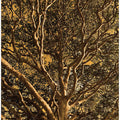 Golden Tree Canopy