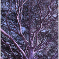 Purple Branches