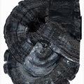 Black Fossil 1