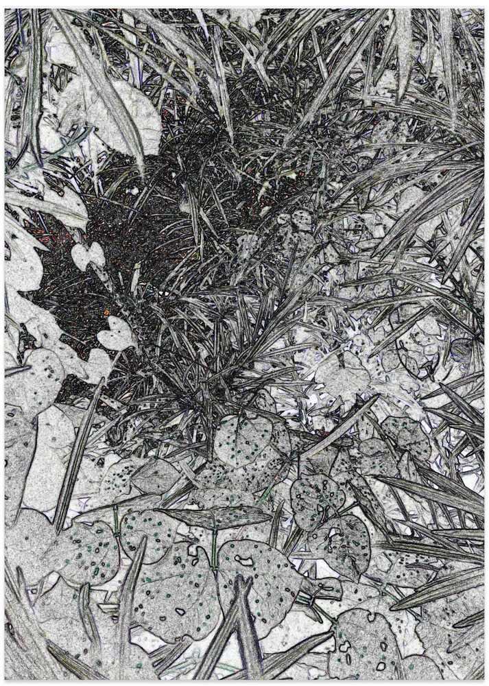 Botanical Dreamscape