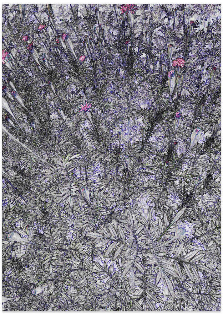 Petals in Intricate Web