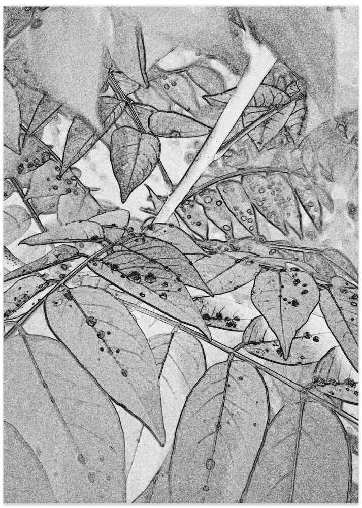 Veined Leaf Whispers