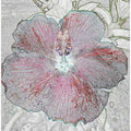 Hibiscus Dreamscape