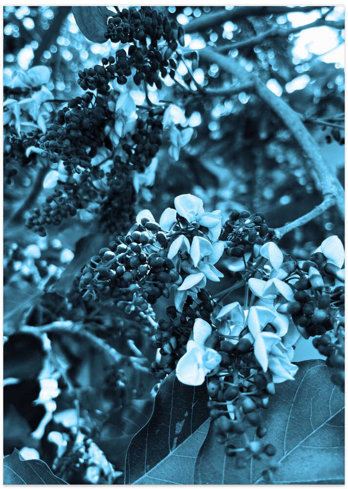 Blue Blossom Serenade