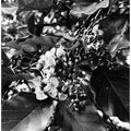 Monochrome Blossoms