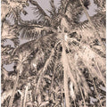 Palms in Sepia Sky