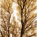 Golden Branches