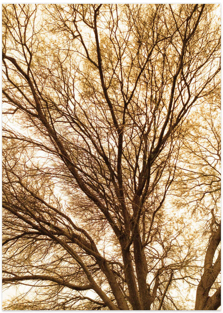 Golden Canopy
