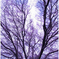 Lavender Branches