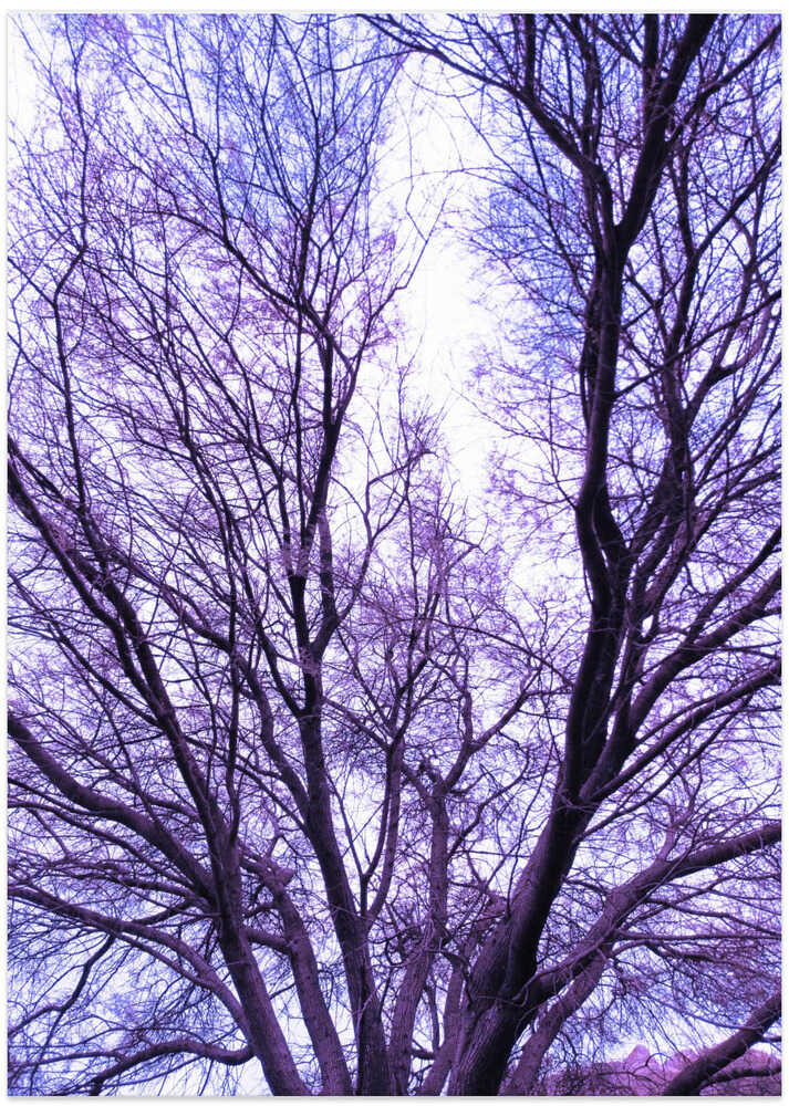 Lavender Branches