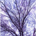 Violet Branches