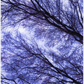 Purple Canopy Dance