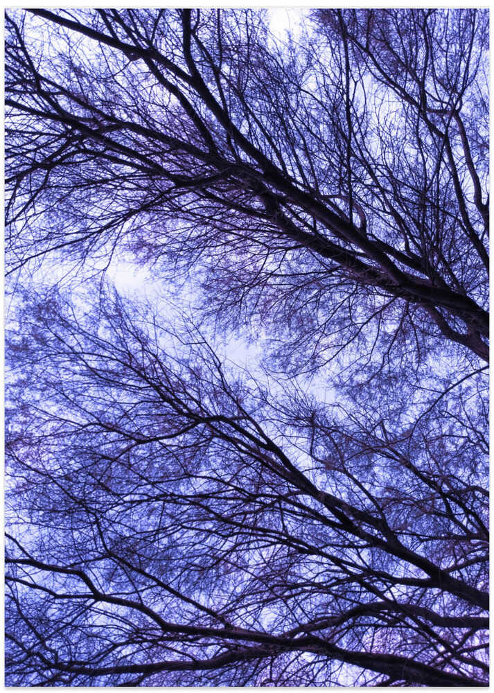 Purple Canopy Dance