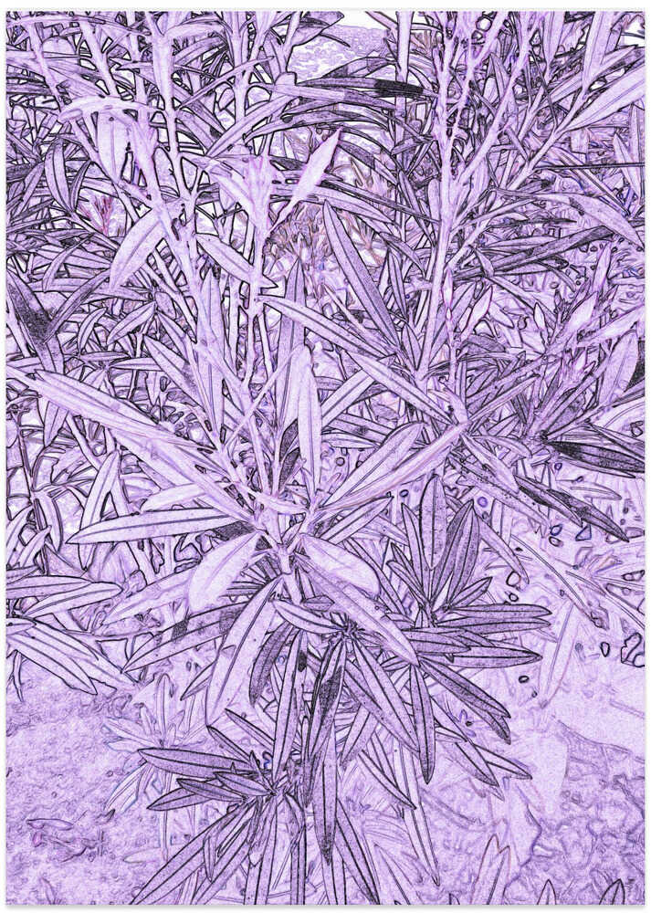 Lavender Foliage
