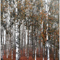 Autumn Birch