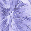 Lavender Leaves