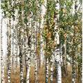 Autumn Birch ll