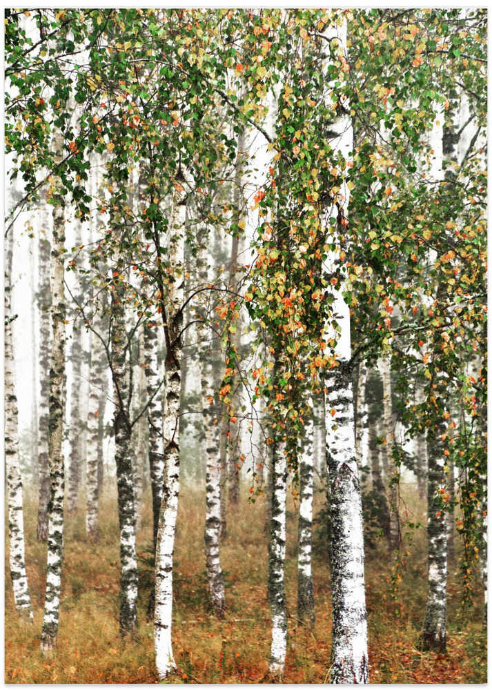 Autumn Birch ll