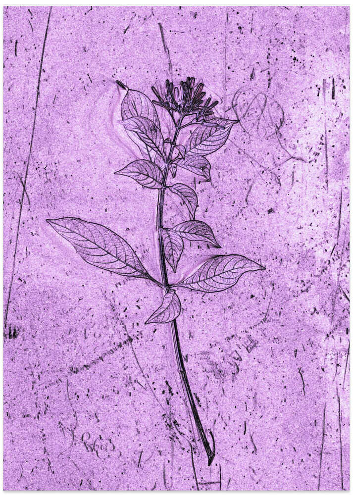 Delicate Purple Flora