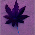 Purple Leaf Dream