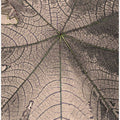 Leaf Vein Webbing