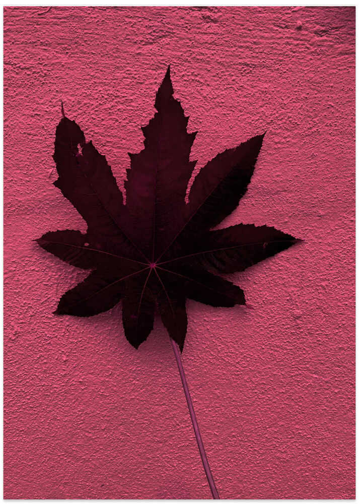 Shadowed Leaf