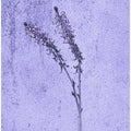 Whispering Lavender