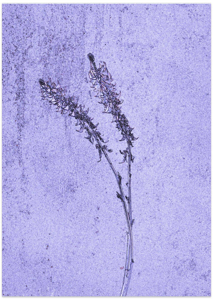 Whispering Lavender