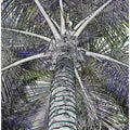 Palm Canopy View