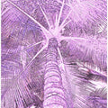 Violet Palm View