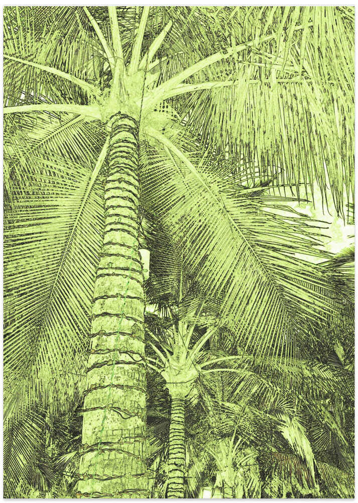Tropical Canopy