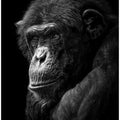 Chimpanzee