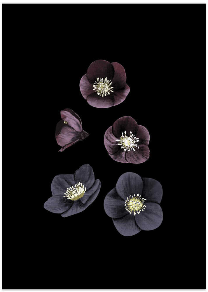 Dark Flowers Black