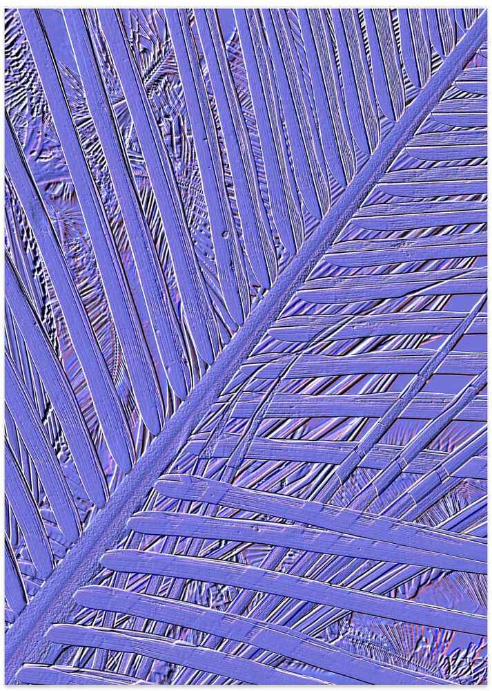 Violet Frond Lines