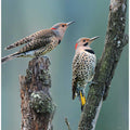 Woodpeckers