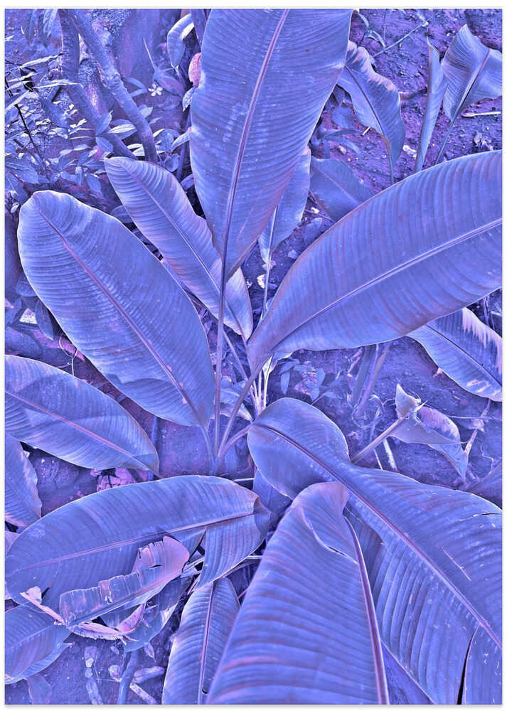 Purple Foliage Glow