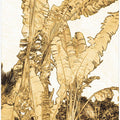 Golden Palm Sketch