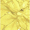 Golden Foliage Sketch