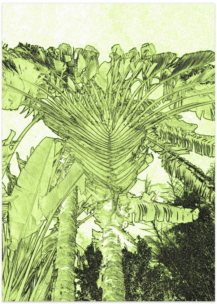 Tropical Canopy Glow