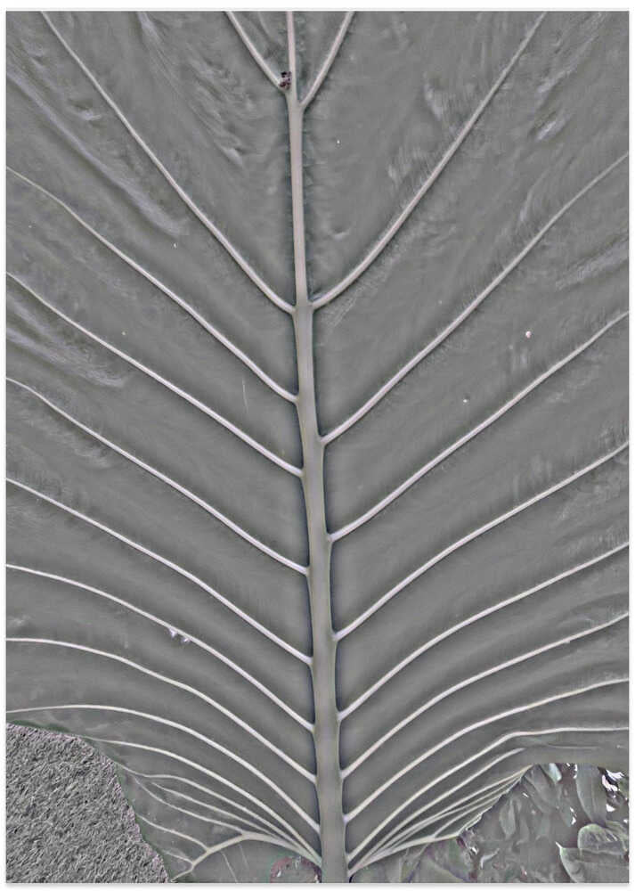 Leaf Vein Matrix