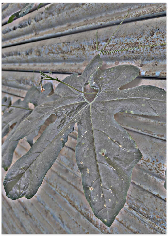 Leaf and Rust Harmony