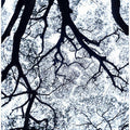 Entangled Canopy