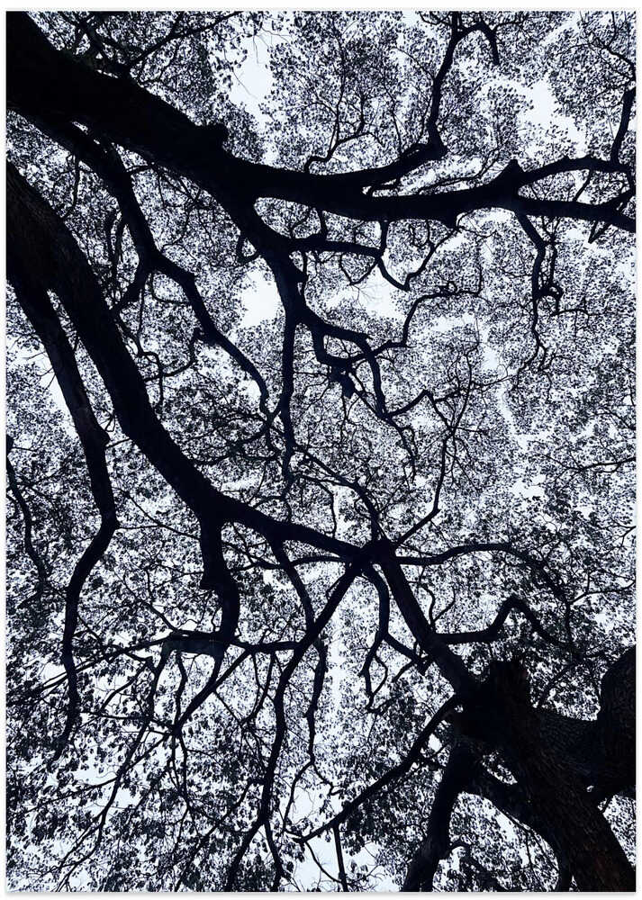 Branching Patterns