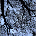 Spiraling Canopy