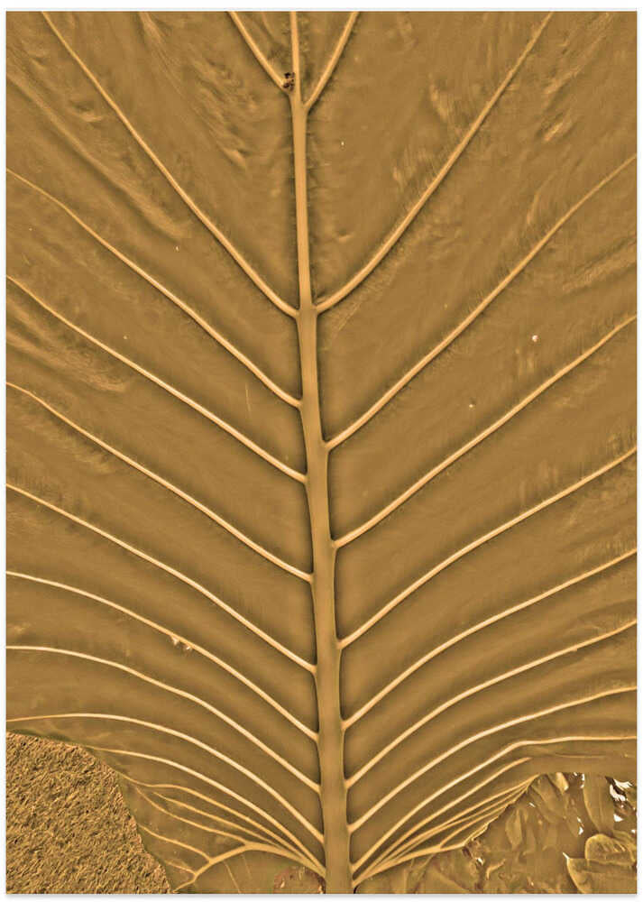 Golden Leaf Veins