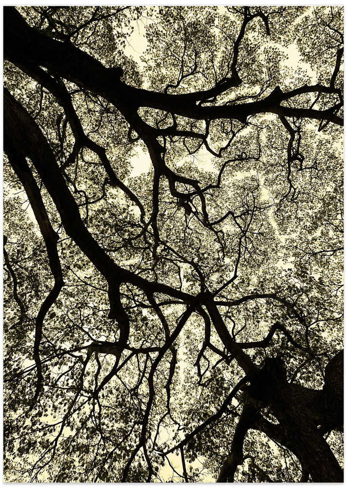 Branching Canopy