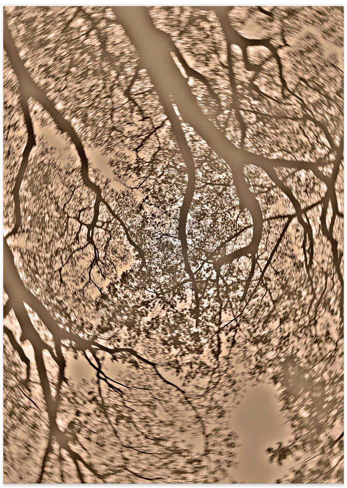 Tangled Canopy Dance